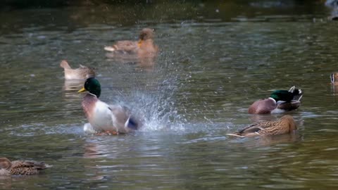 Acrobatic ducks