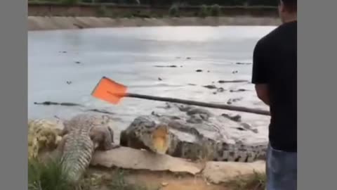 hunting crocodile