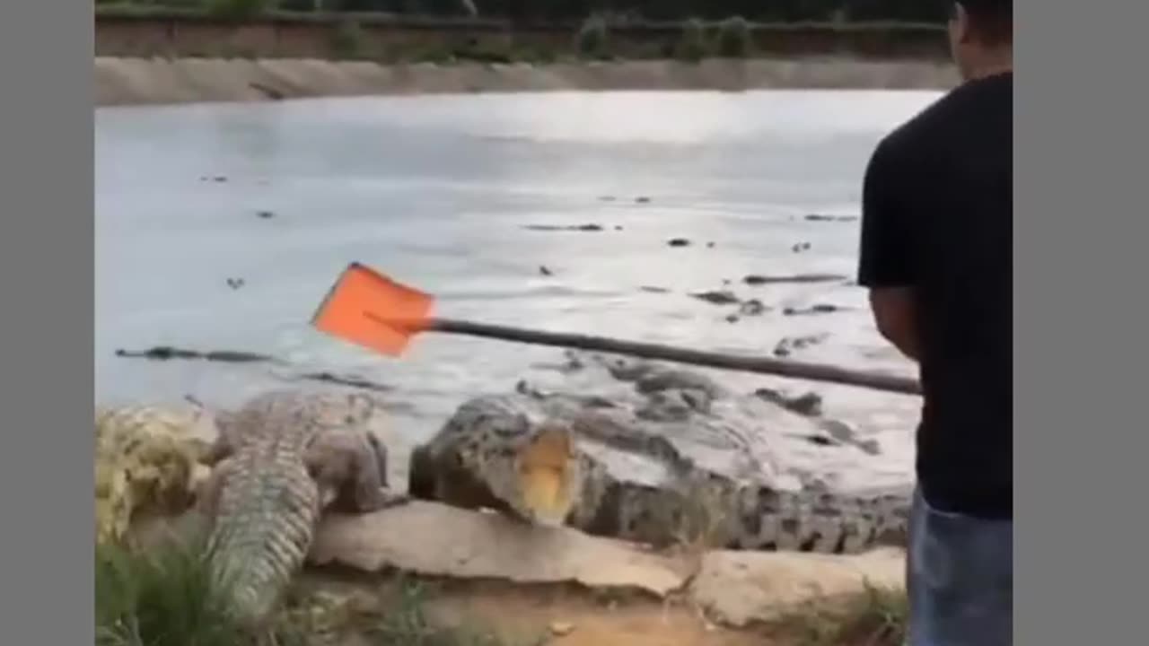 hunting crocodile