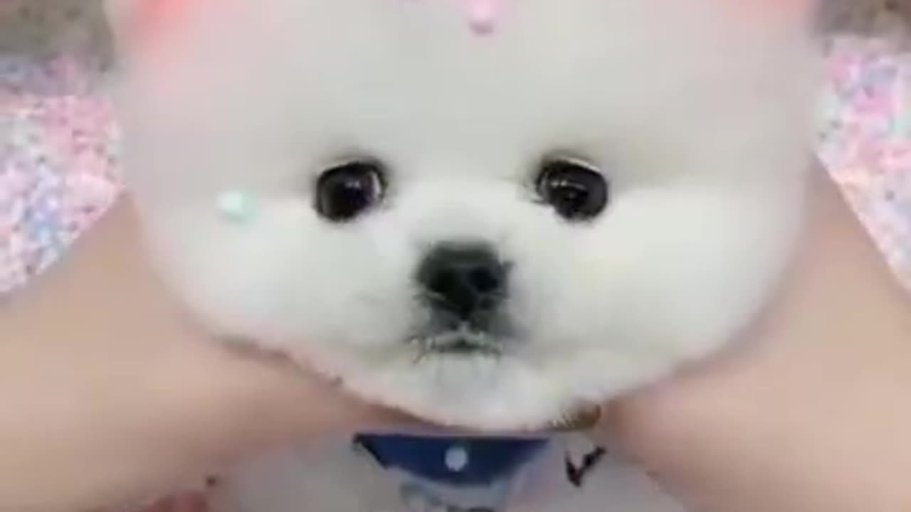 Cute Puppy DOG