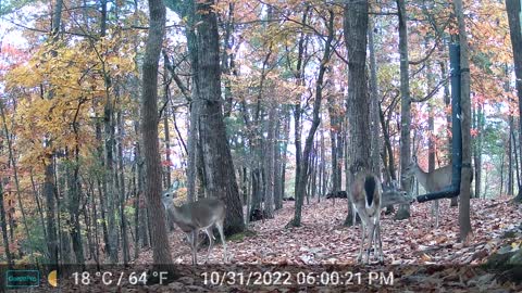 The Woods – 11/01/2022
