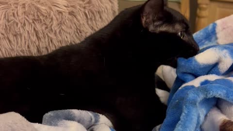 Adopting a Shelter Cat Vlog -Precious Piper Holds Blanket in Her Mouth and Kneads #shorts