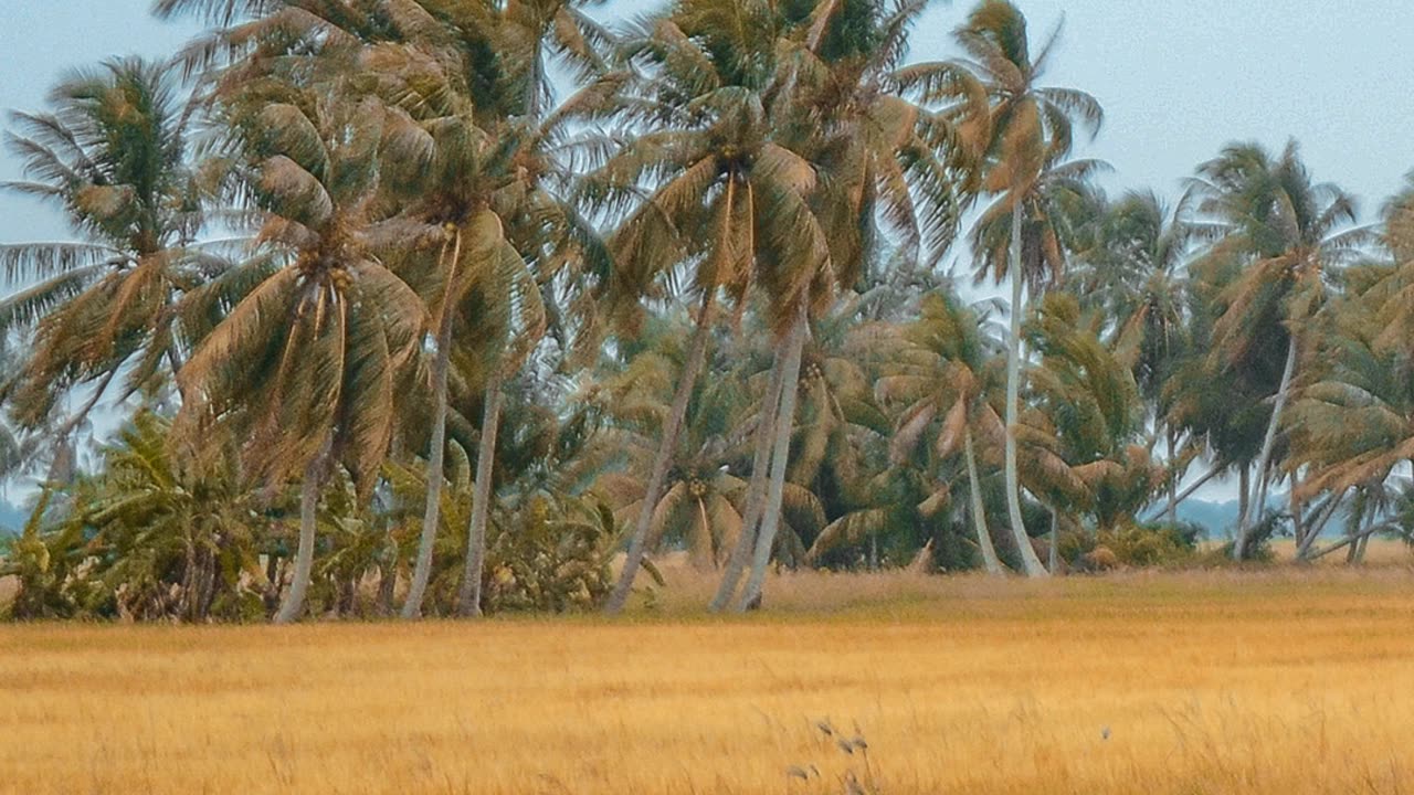 Paddy field