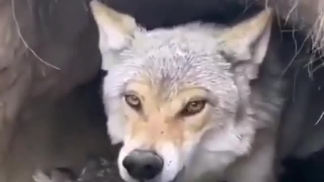 What happens if you disturb a wolf #wolf #wolves #real1