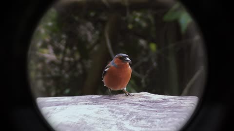 Bird in the telescope