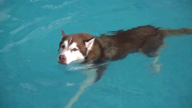 How to learn from dogs for dog-style swimming