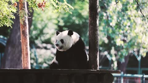 A wild giant panda