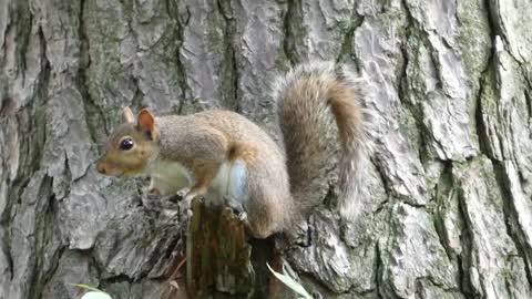 Squirrel Squawk