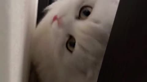 She is so pretty ❣💯 #viral #cats #funny
