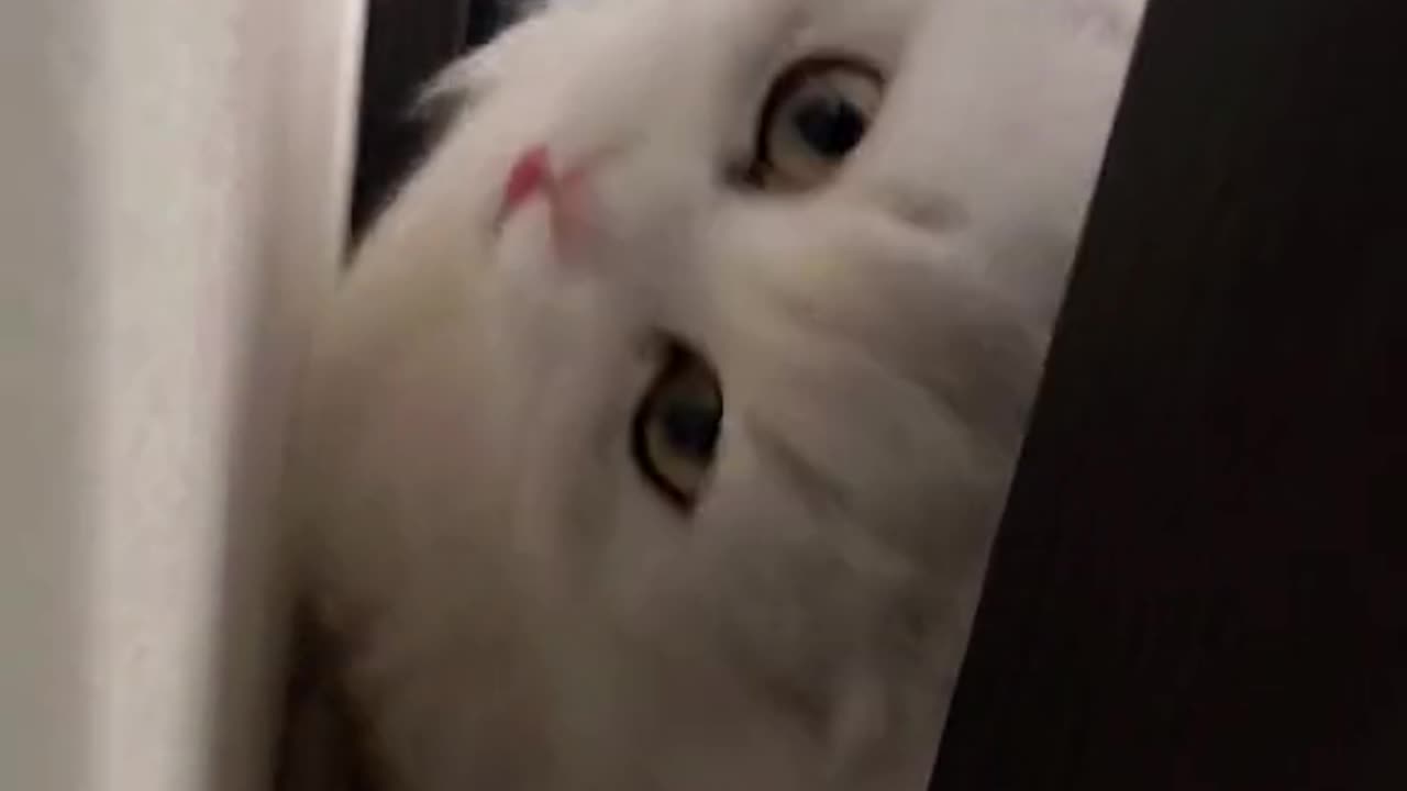 She is so pretty ❣💯 #viral #cats #funny