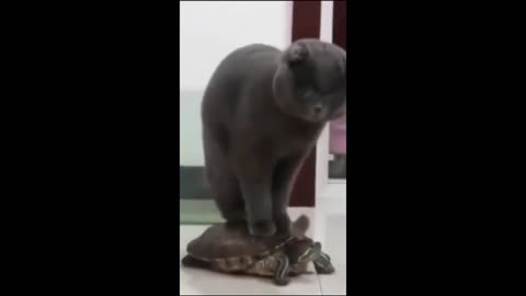 Funny_animal_videos__-__Funny_cats_dogs_-__Funny_animals___-Part82_Haypyy_Pett(720p)
