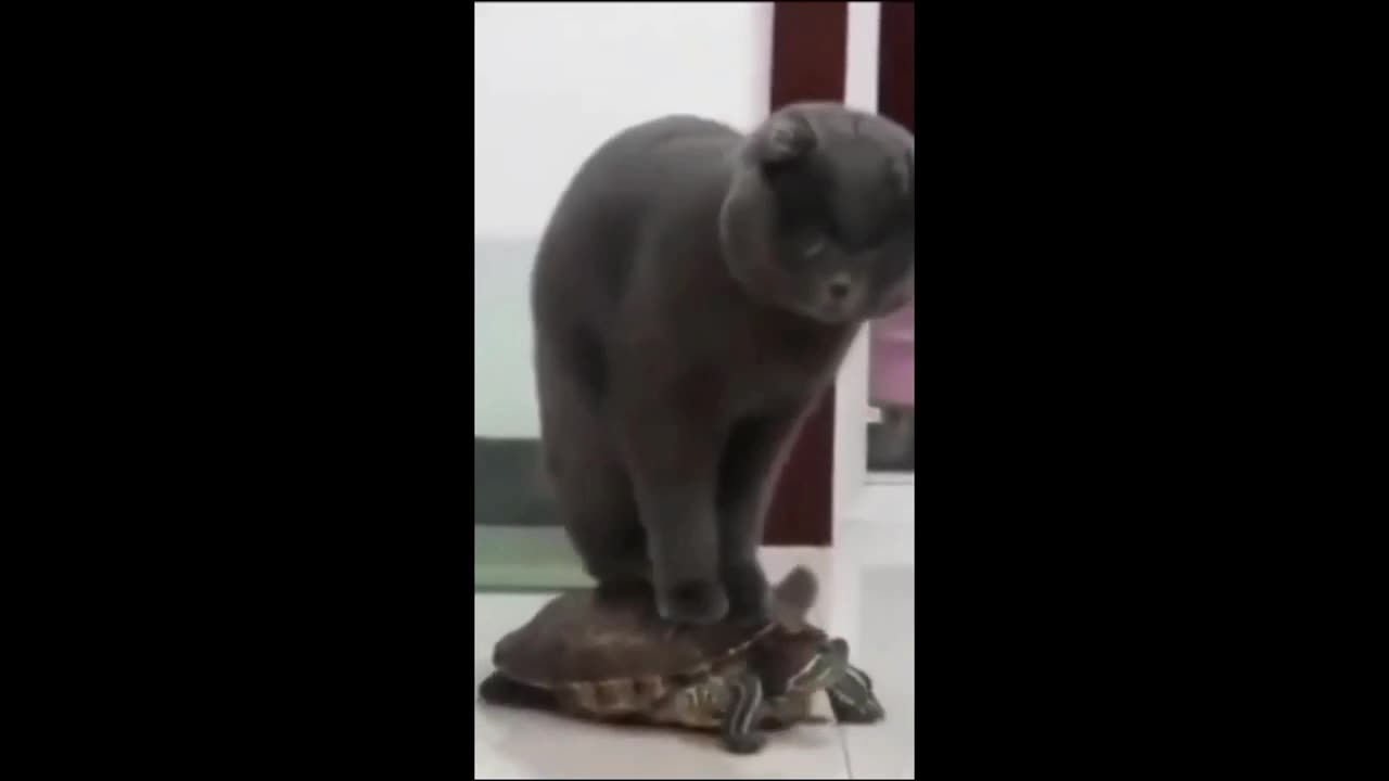 Funny_animal_videos__-__Funny_cats_dogs_-__Funny_animals___-Part82_Haypyy_Pett(720p)