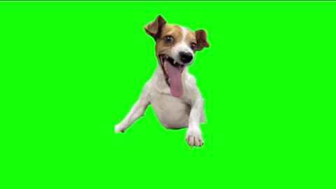 funny dog 🐶 green screen