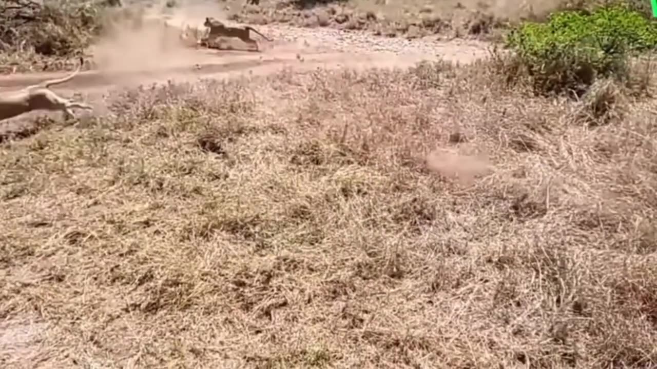 Cheetah vs lion | wild animals fight