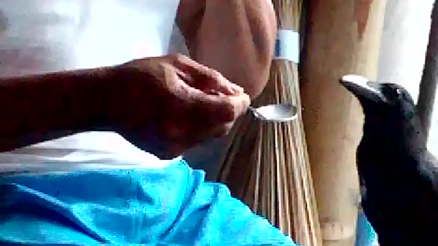 My pet crow love coffee