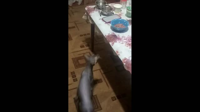 cat steals food from the table Sphinx thief