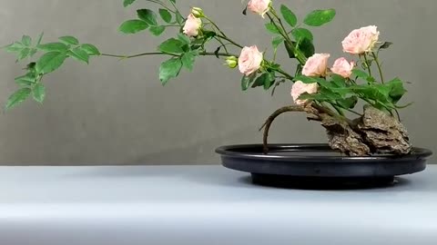 Flower ASMR