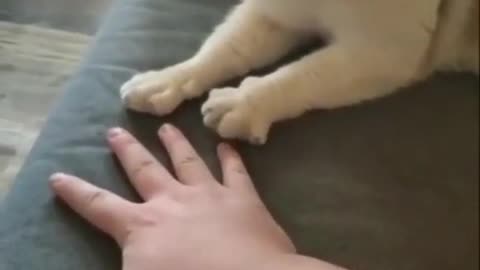 Copycat Kitten Preciously copying Owners Action | Copy Cat | precious kitten 