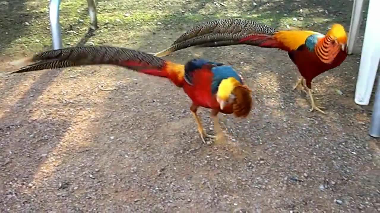 Two Golden Pheasants in a dance-off at the Canberra