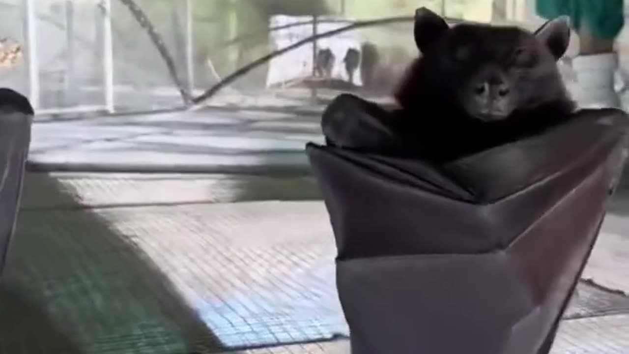 So funny video