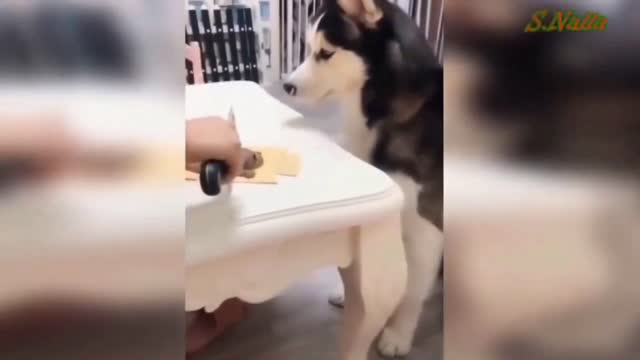 Funny Dogs Eating Dog-shaped Cake