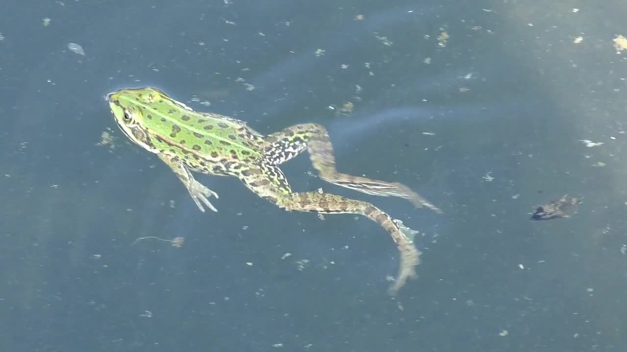 Frog Water Pond Frog Pond Water Frog