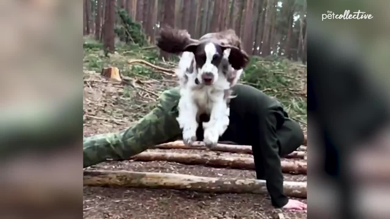 Best Pets of the Year...So Far