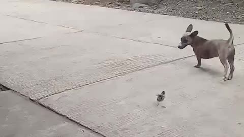 Little Bird Plays with Pup