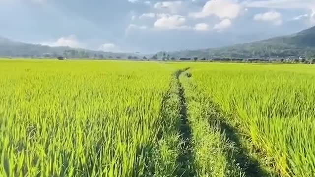 golden wheat fields