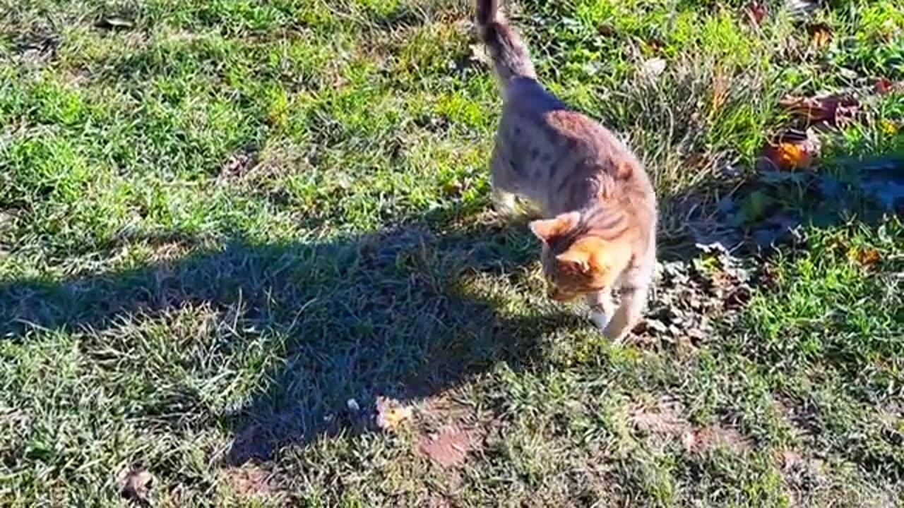 Cute Cat and Cute Kitten eat food (Relaxing Cat video)