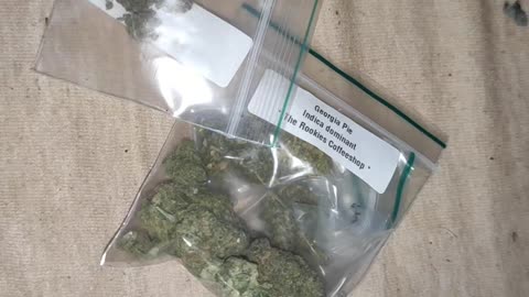 Amsterdam strains check