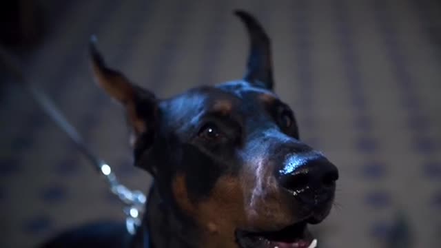 Doberman horror power dog animals