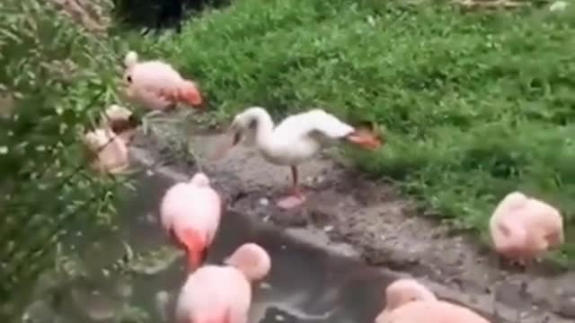 When you think you're a Flamingo | Funny video😂😂😂