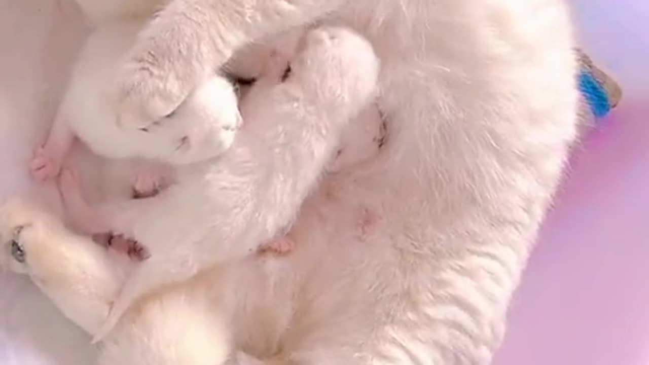 She is my child, they are her children, and of course they’re my children