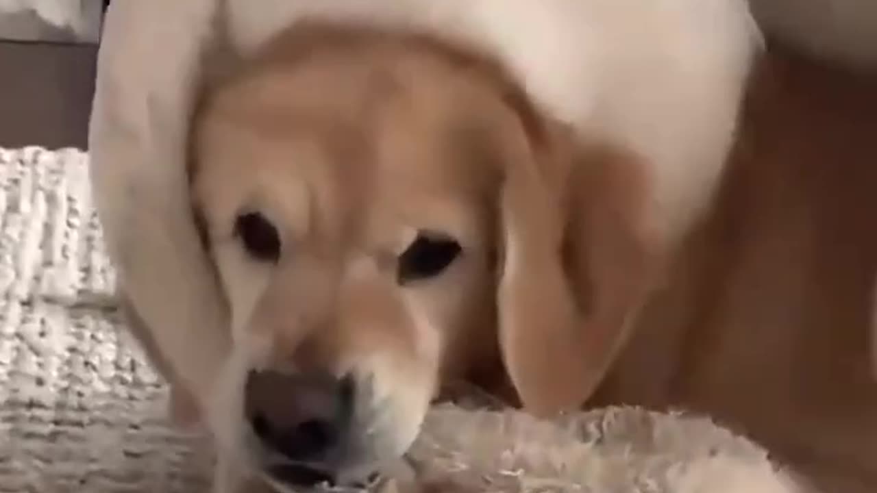 Funny dogs video