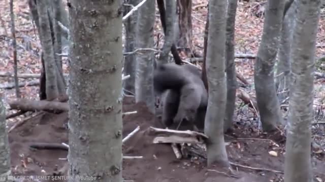 Animals That Asked People for Help
