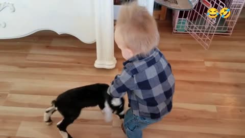 Cute Boy Fun with Goat Babies
