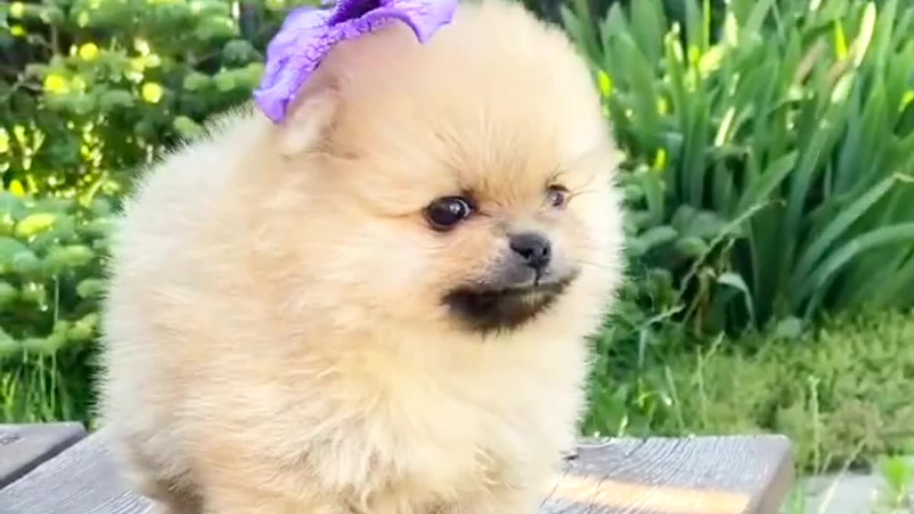 Beautiful Dog