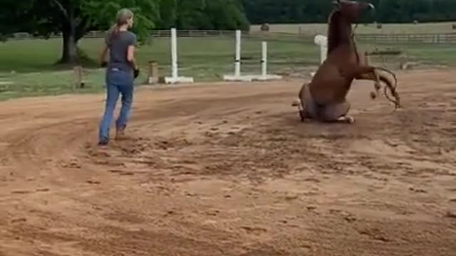 Spooked Horse Sits on Its Butt While Woman Tries to Tame It