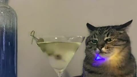 😺🍸