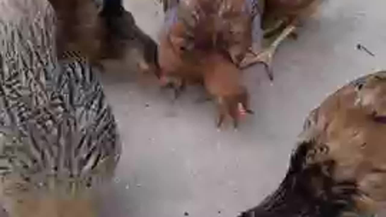 Discovery channel 🐓🐔🐤 🍎🎉 discovery 🥕🍎🐤🍓🍒🐐🦘🐧🦢🍄 discovery
