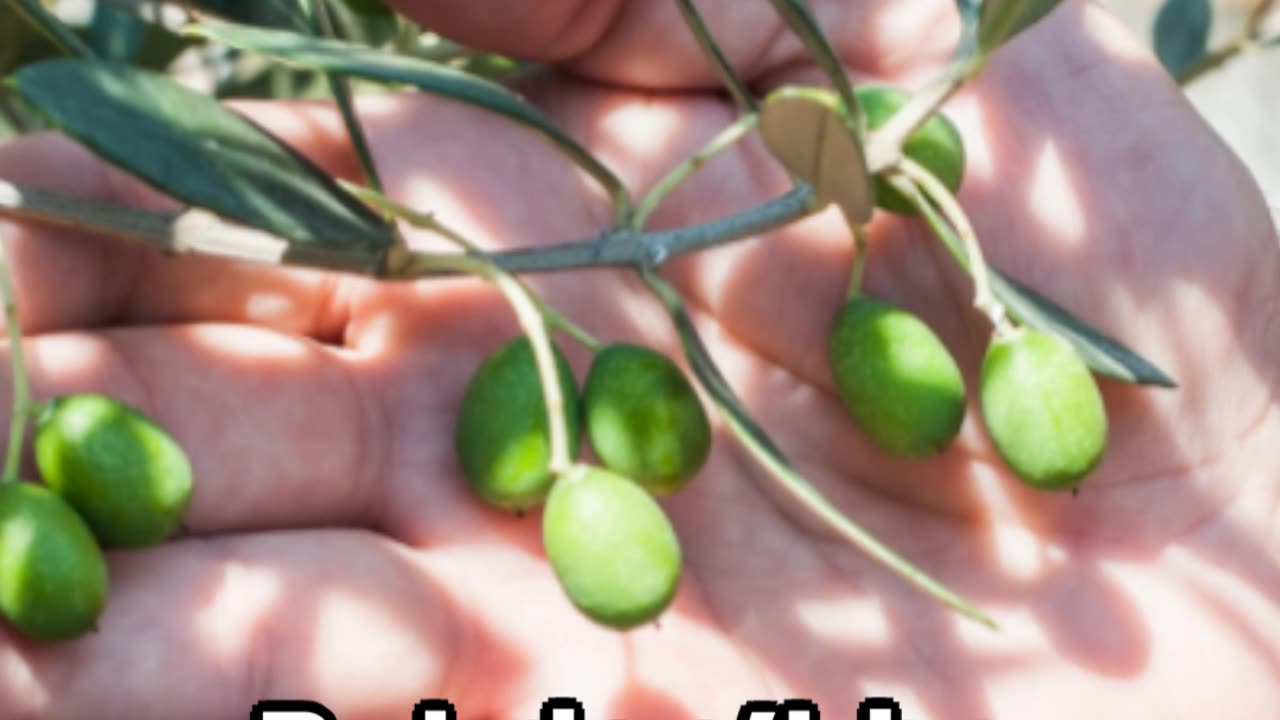 ***Indian Olive: A Bite of Health and History***