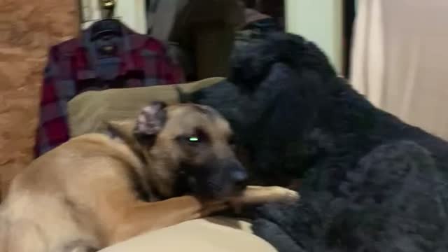 Poodle cleans up scratches on Belgian Malinois’s face