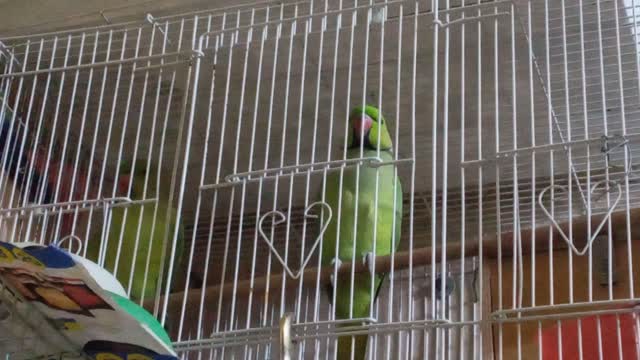 TAKING GREEN RINGNECK