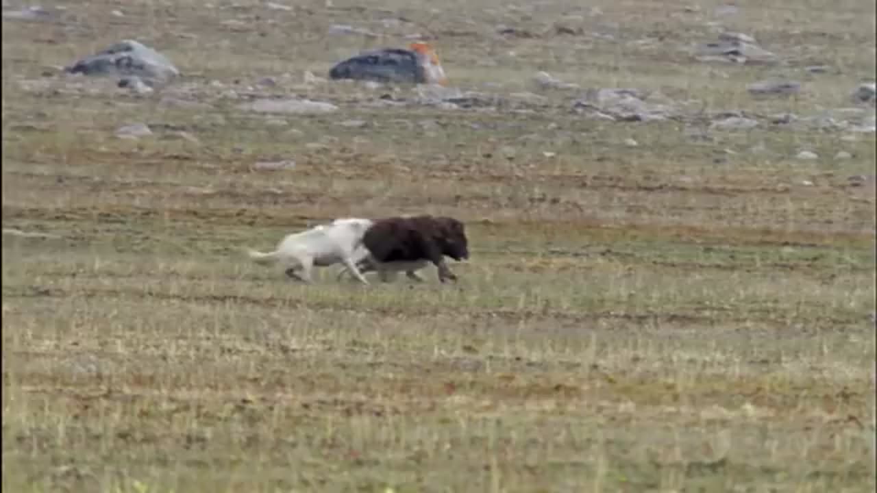 Arctic wolf ambushes muskoxen