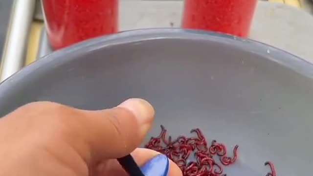 Does this hurt the worm