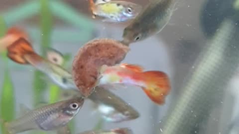 Guppys feeding