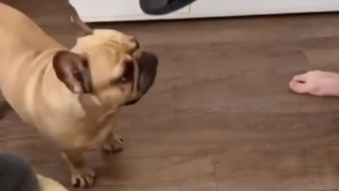 Intelligent Pup!