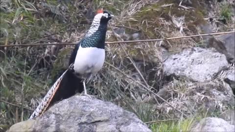 Beautiful Golden Pheasants and wading birds