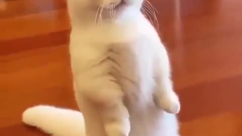 I am handsome #Thank you for your attention